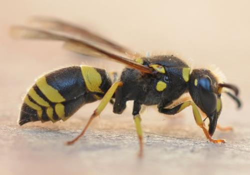 Réf. 296 066 : Ancistrocerus longispinosus longispinosus